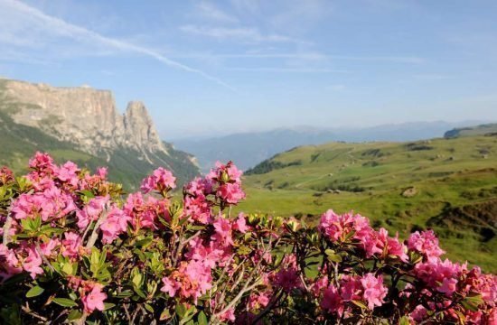 Holidays in Siusi allo Sciliar - Castelrotto / South Tyrol